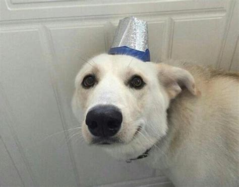 dog with hat Memes & GIFs 